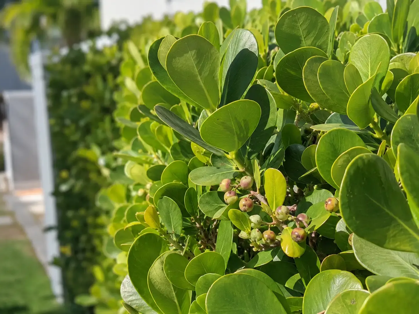 Close-up of Cocoplum hedge with round green leaves and small fruit