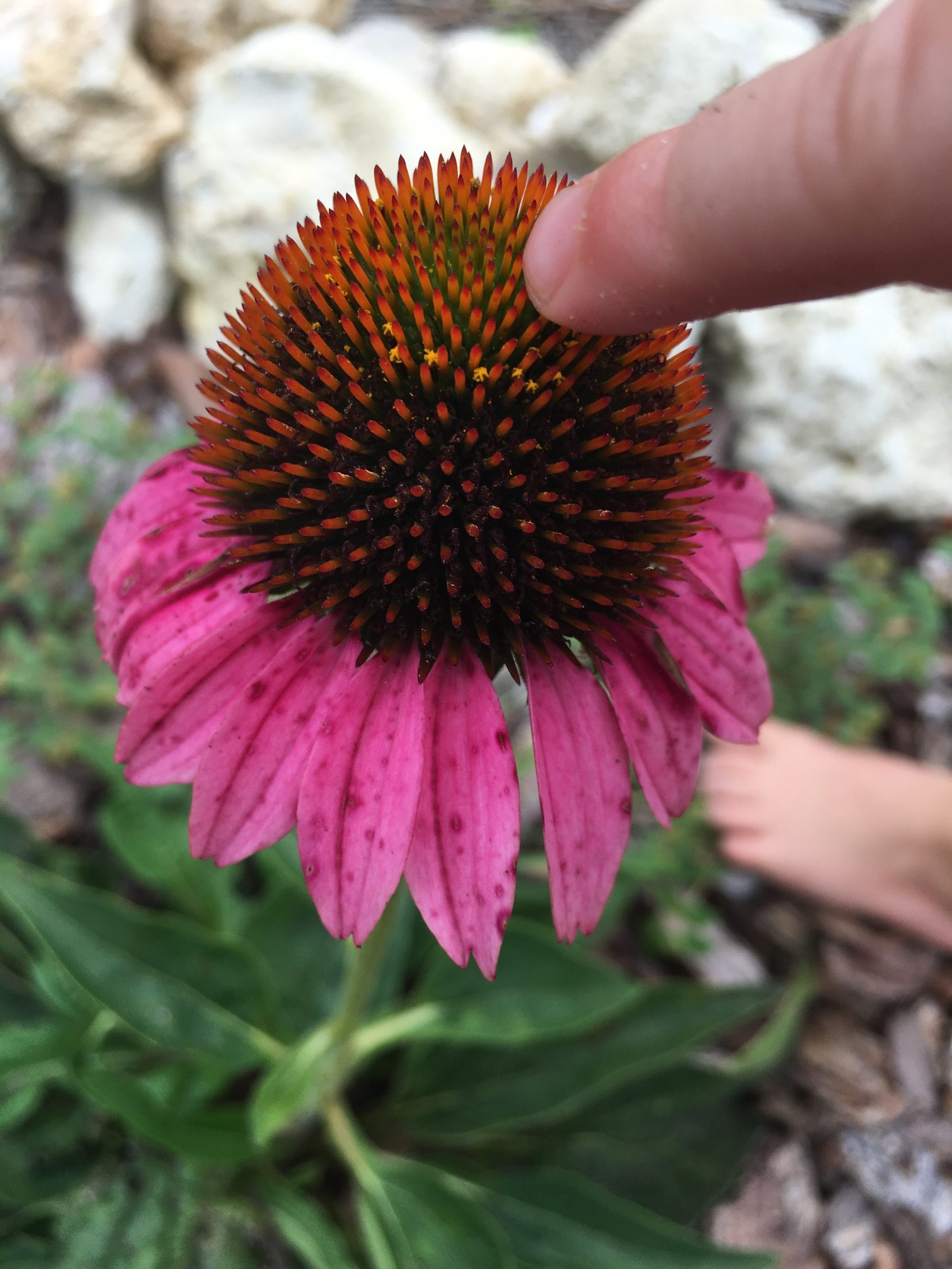 Coneflower