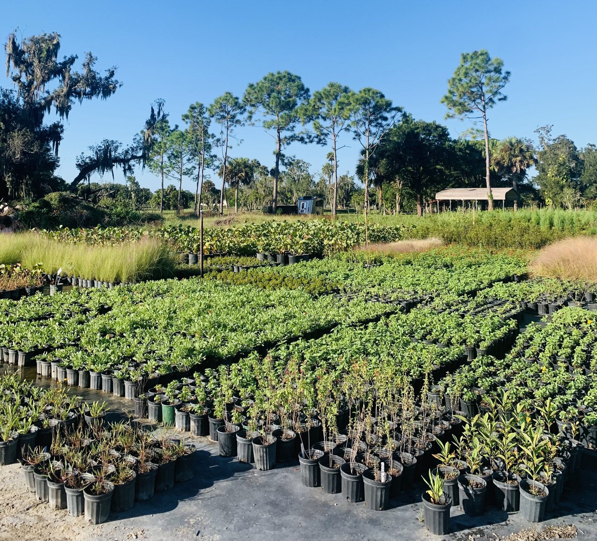 Shrubs ready to plant