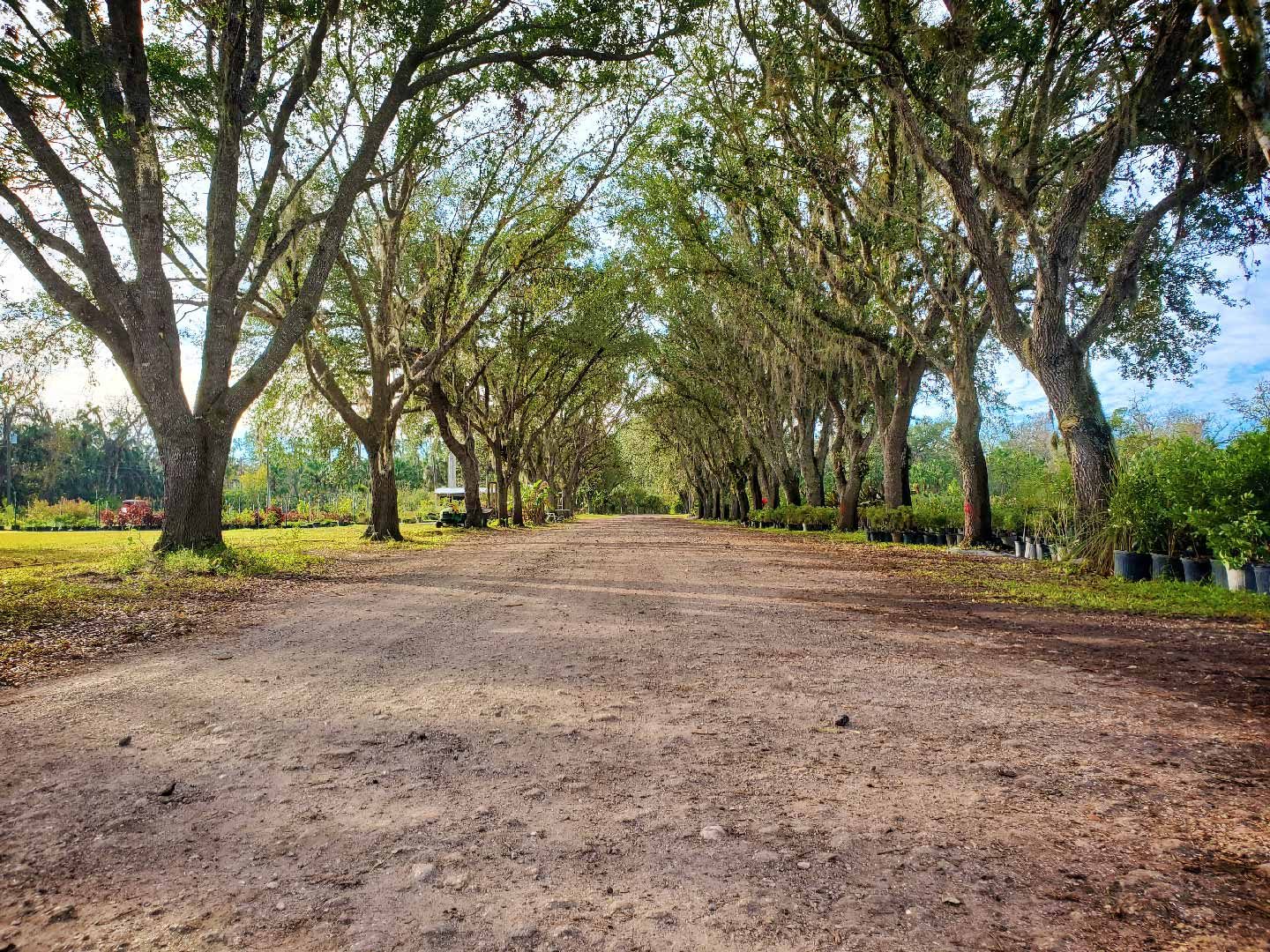 Oak canopy