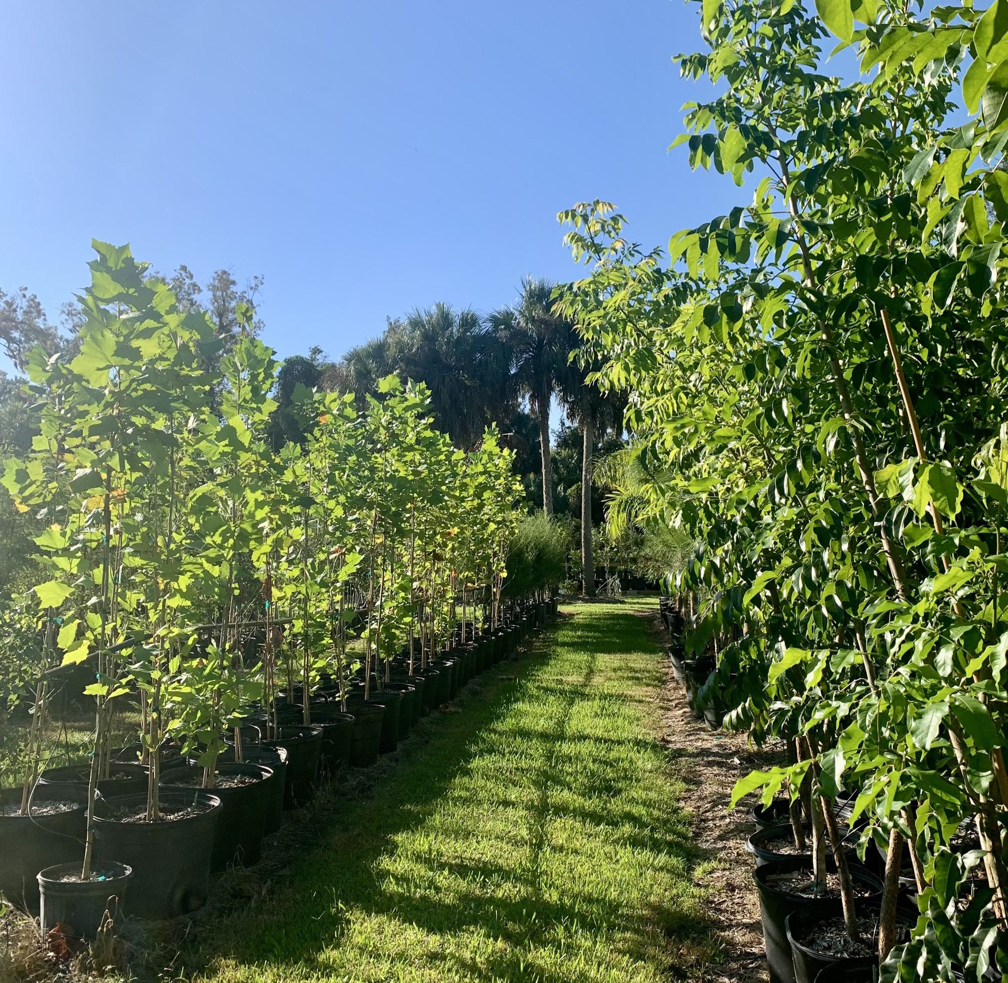 Tree rows
