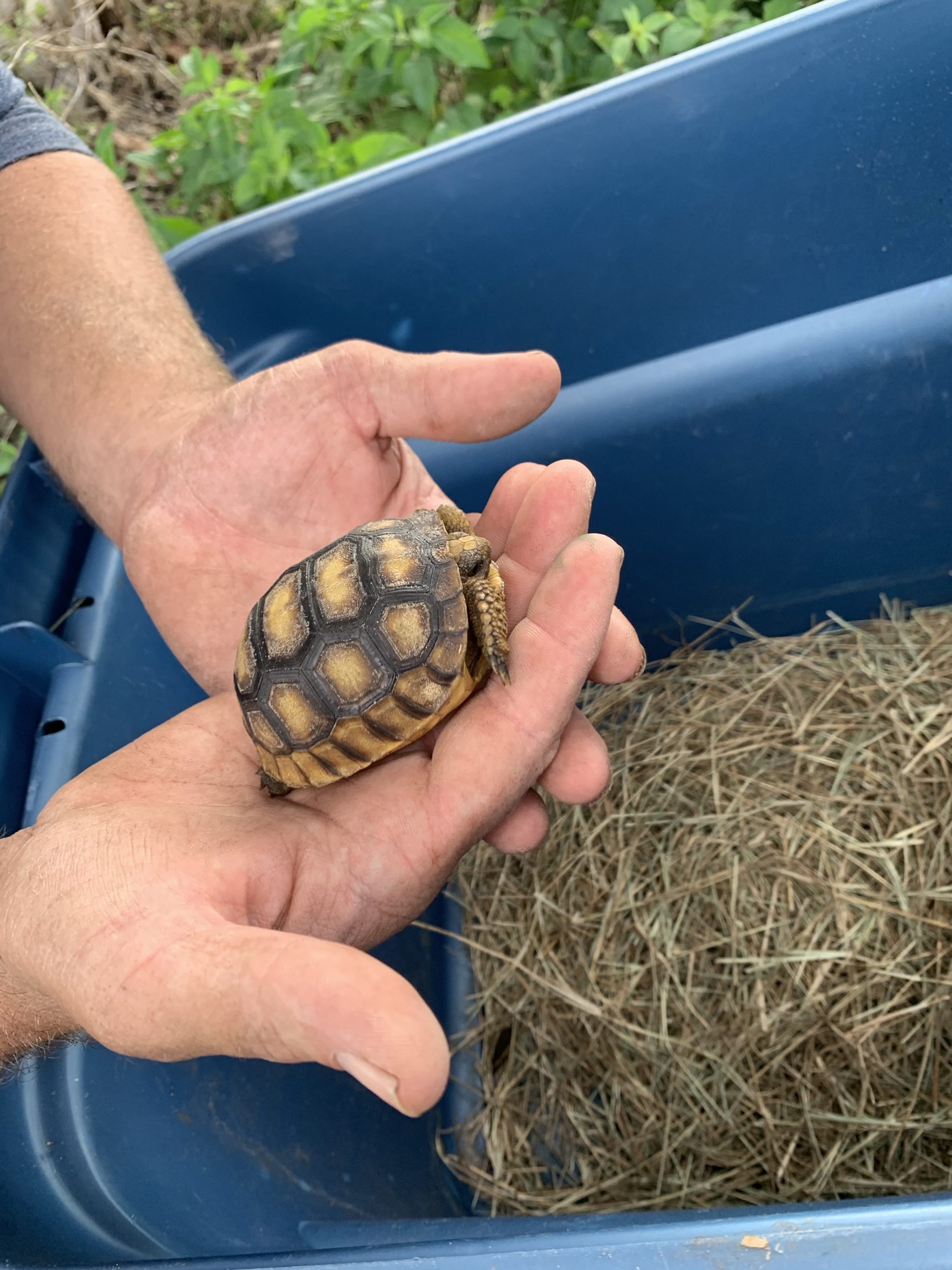 Gopher tortoise