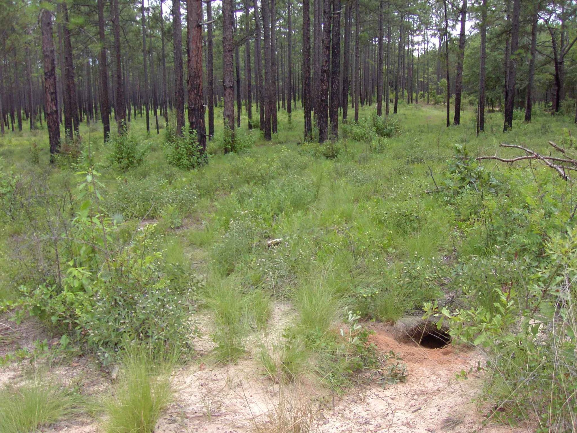 Gopher tortoise burrow in open pine habitat