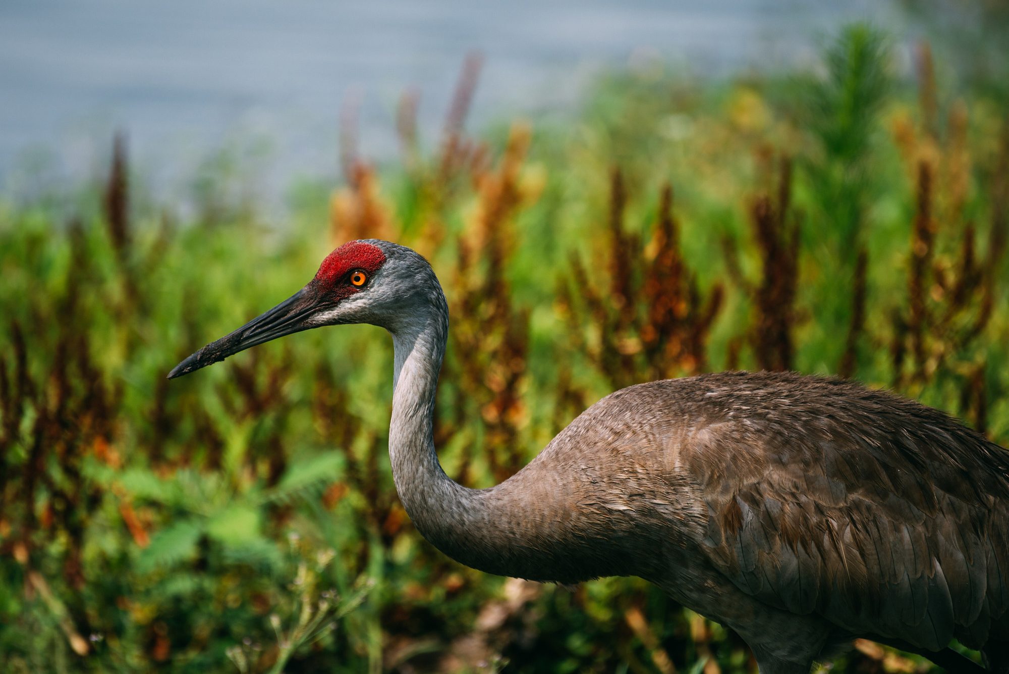 Florida sandhill crane