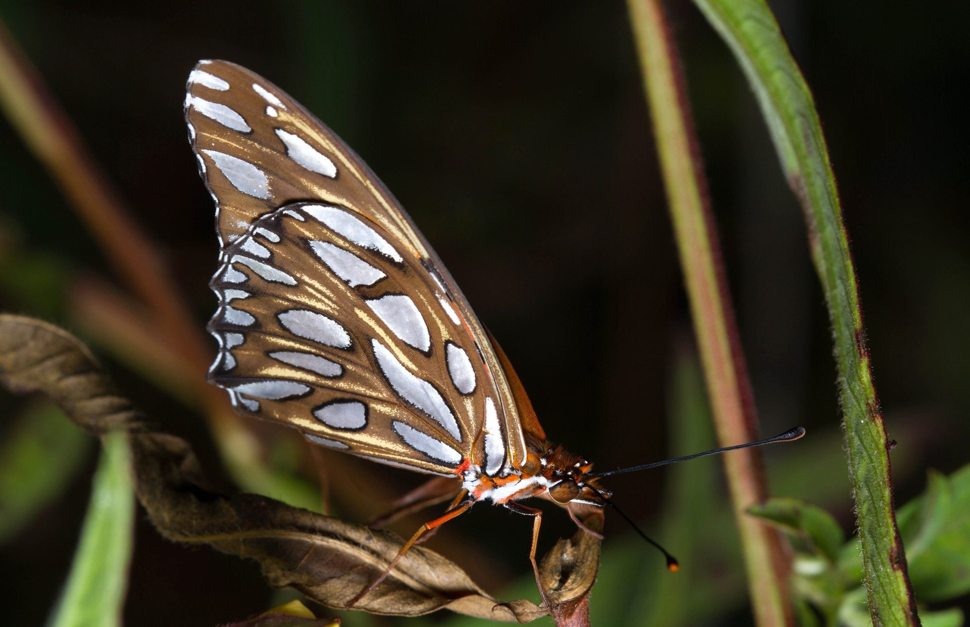Gulf fritillary butterfly