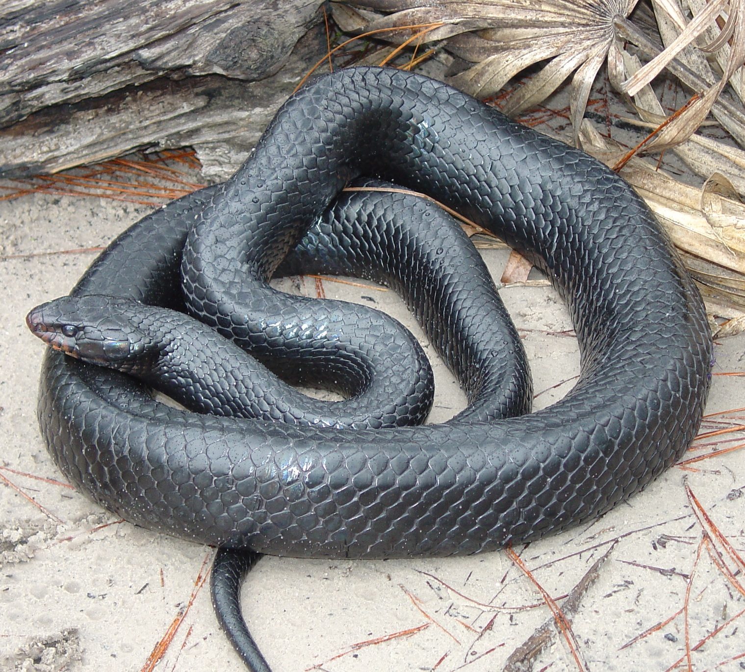Eastern indigo snake coiled