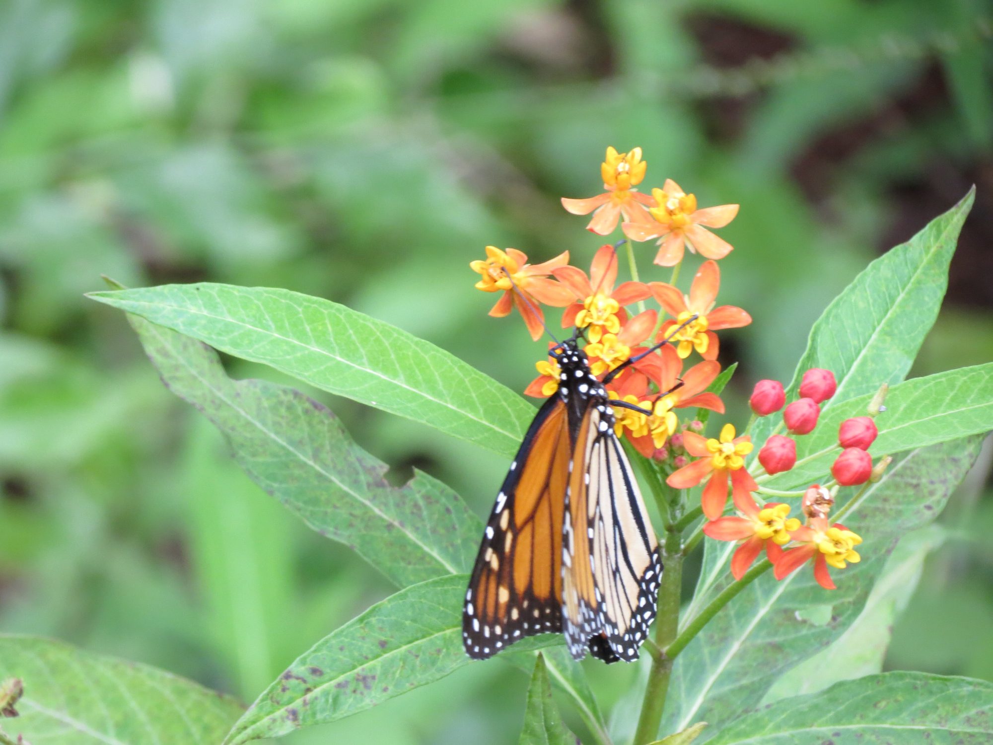 Monarch on scarlet milkweed