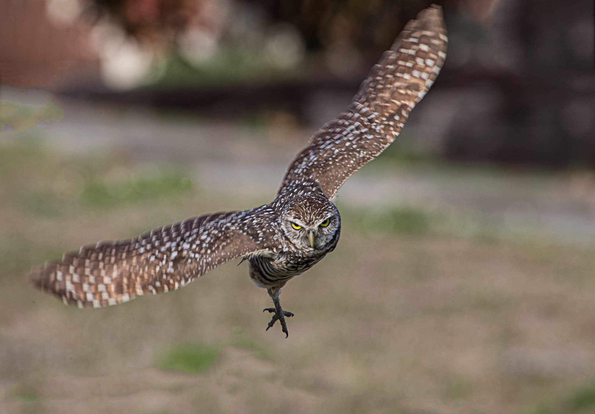 Burrowing owl in flight