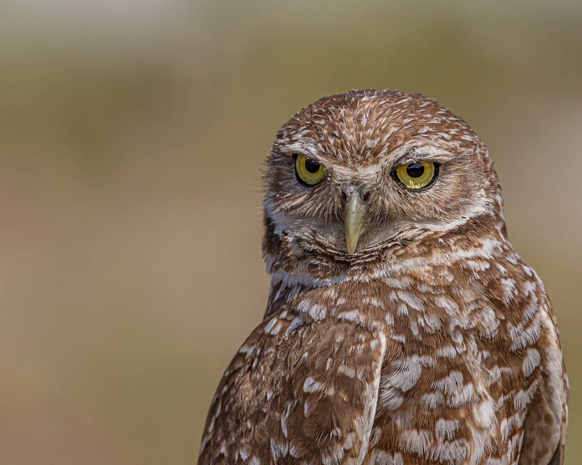 Florida burrowing owl