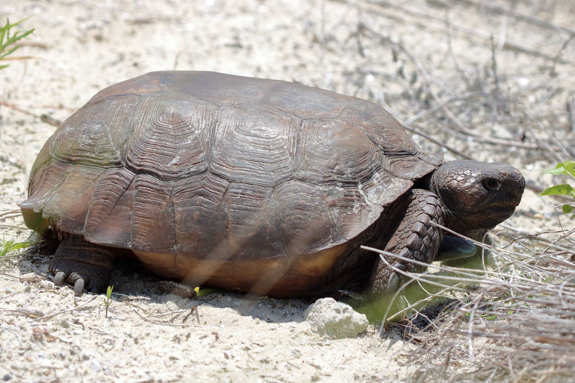 Gopher tortoise on sandy ground